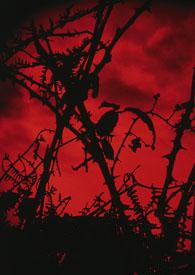 食人者的足跡 食人者的足跡